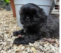 chiots shih tzu