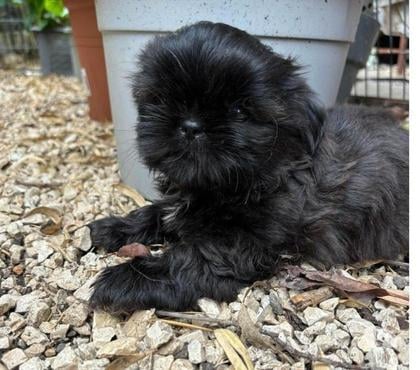 Vente animaux Beziers Hérault - Photos Vivastreet chiots shih tzu