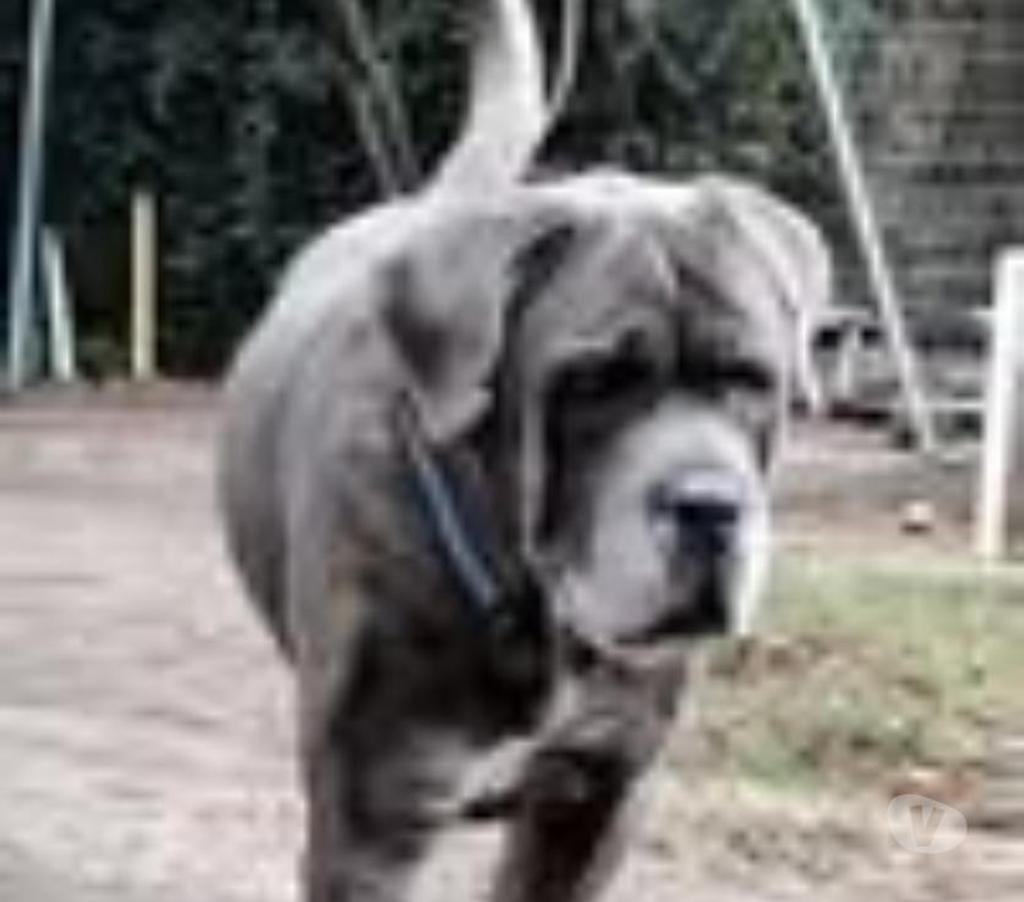 Don animaux Ardèche Aubenas - 07200 - Photos Vivastreet Chien NOX à l adoption