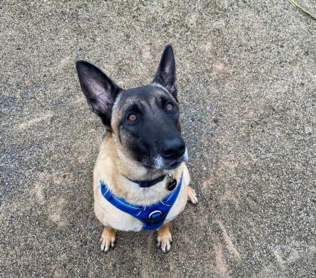 Vente Rhône Lyon - Photos Vivastreet BEAU MALINOIS CHERCHE SA FAMILLE