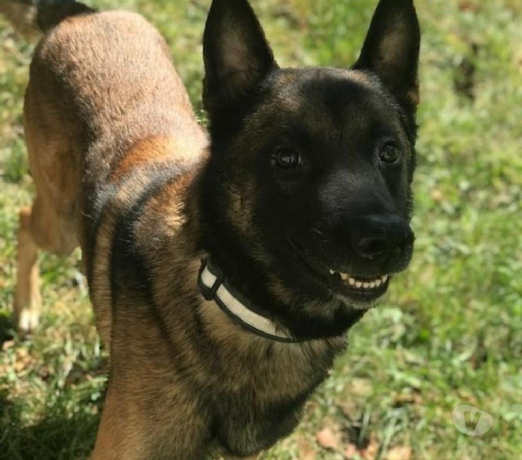 Vente Rhône Lyon - Photos Vivastreet BEAU MALINOIS CHERCHE SA FAMILLE