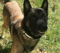 Photos Vivastreet BEAU MALINOIS CHERCHE SA FAMILLE