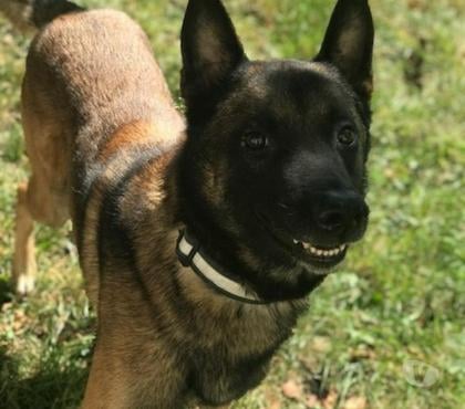 Vente animaux Lyon Lyon - Photos Vivastreet BEAU MALINOIS CHERCHE SA FAMILLE
