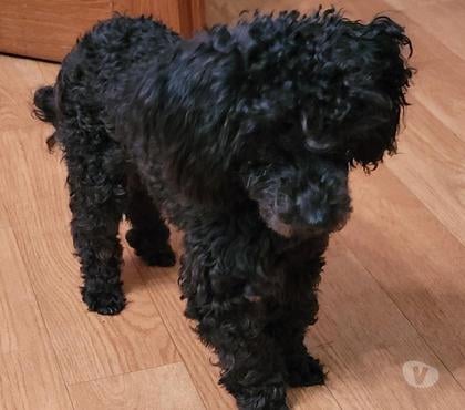 Vente animaux Cambrai Nord - Photos Vivastreet chiot caniche toy male