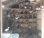 Begles - Gironde — COUPLE DE PIGEONS TYPE VOYAGEUR ADULTES