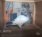 Begles - Gironde — COUPLE DE PIGEONS TYPE VOYAGEUR ADULTES