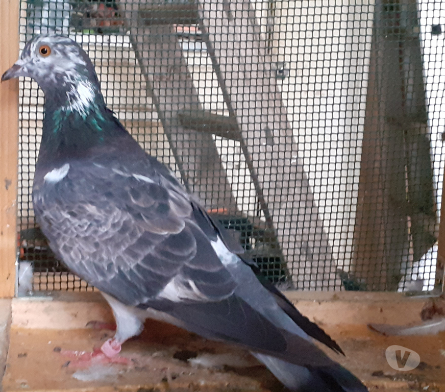 Vente Gironde Begles - 33130 - Photos Vivastreet COUPLE DE PIGEONS TYPE VOYAGEUR ADULTES