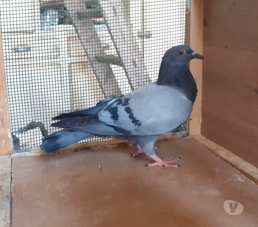 Vente Gironde Begles - 33130 - Photos Vivastreet COUPLE DE PIGEONS TYPE VOYAGEUR ADULTES