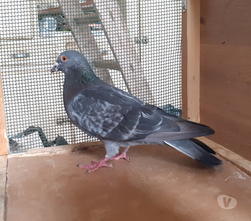 Vente Gironde Begles - 33130 - Photos Vivastreet COUPLE DE PIGEONS TYPE VOYAGEUR ADULTES