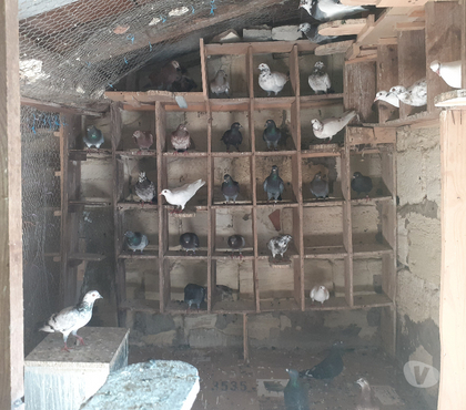 Vente animaux Begles Gironde - Photos Vivastreet COUPLE DE PIGEONS TYPE VOYAGEUR ADULTES