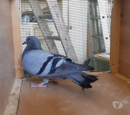 Vente animaux Begles Gironde - Photos Vivastreet COUPLE PIGEONS ADULTES