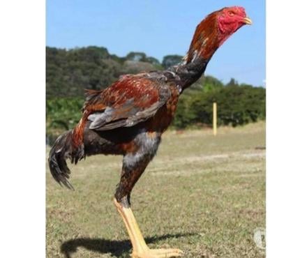 Vente animaux Rochefort en Yvelines Yvelines - Photos Vivastreet 2 couples de poules GEANT DO BRESIL
