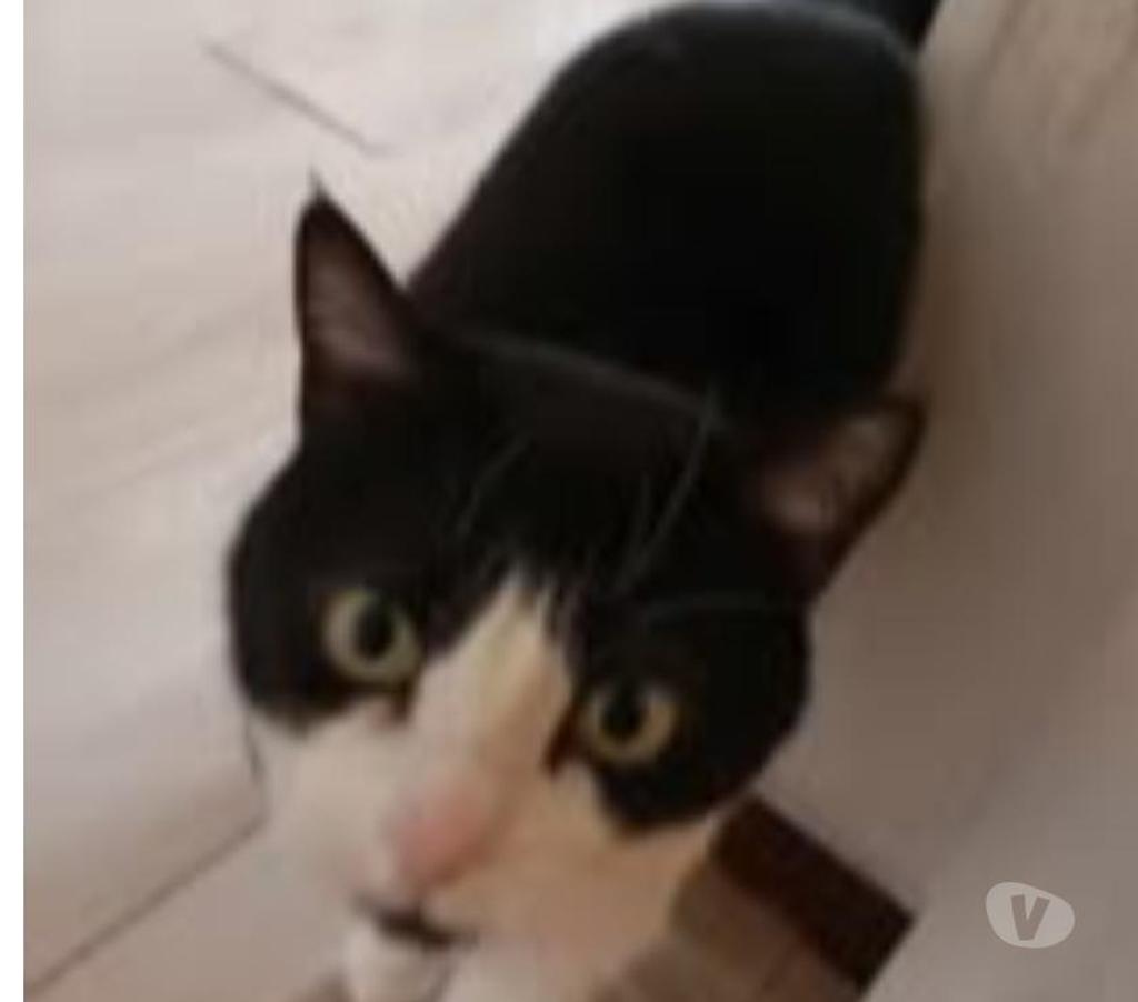 Don animaux Drôme St Restitut - 26130 - Photos Vivastreet Chat FELICIE à l adoption