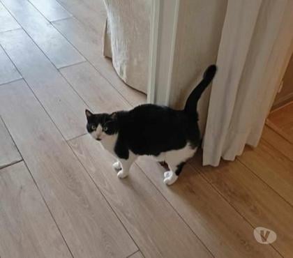 Don animaux St Restitut Drôme - Photos Vivastreet Chat FELICIE à l adoption