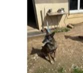 Chien WIN à l adoption