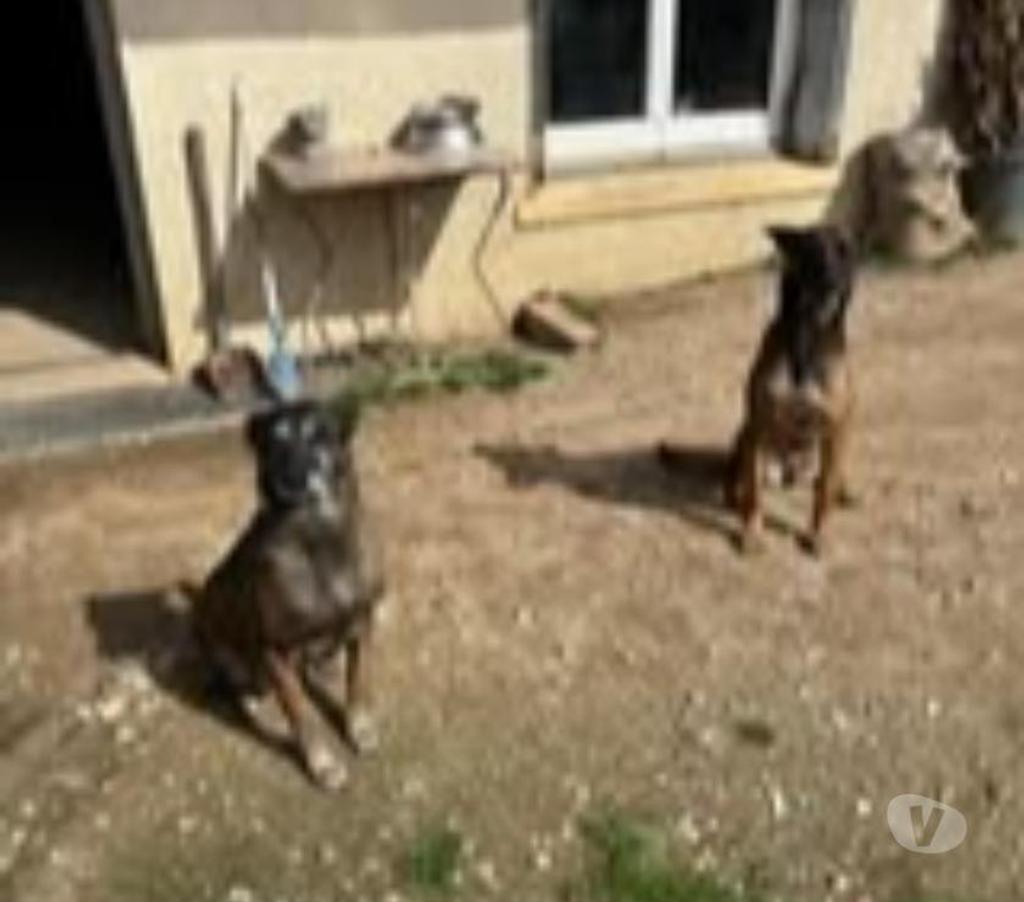 Don animaux Ardèche Annonay - 07100 - Photos Vivastreet Chien WIN à l adoption