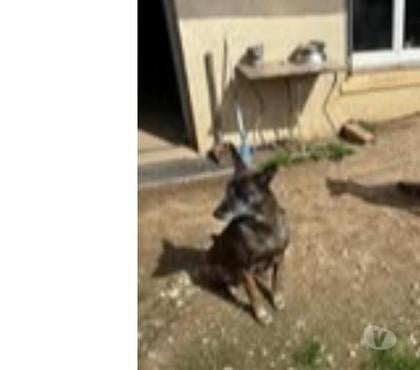 Don animaux Annonay Ardèche - Photos Vivastreet Chien WIN à l adoption