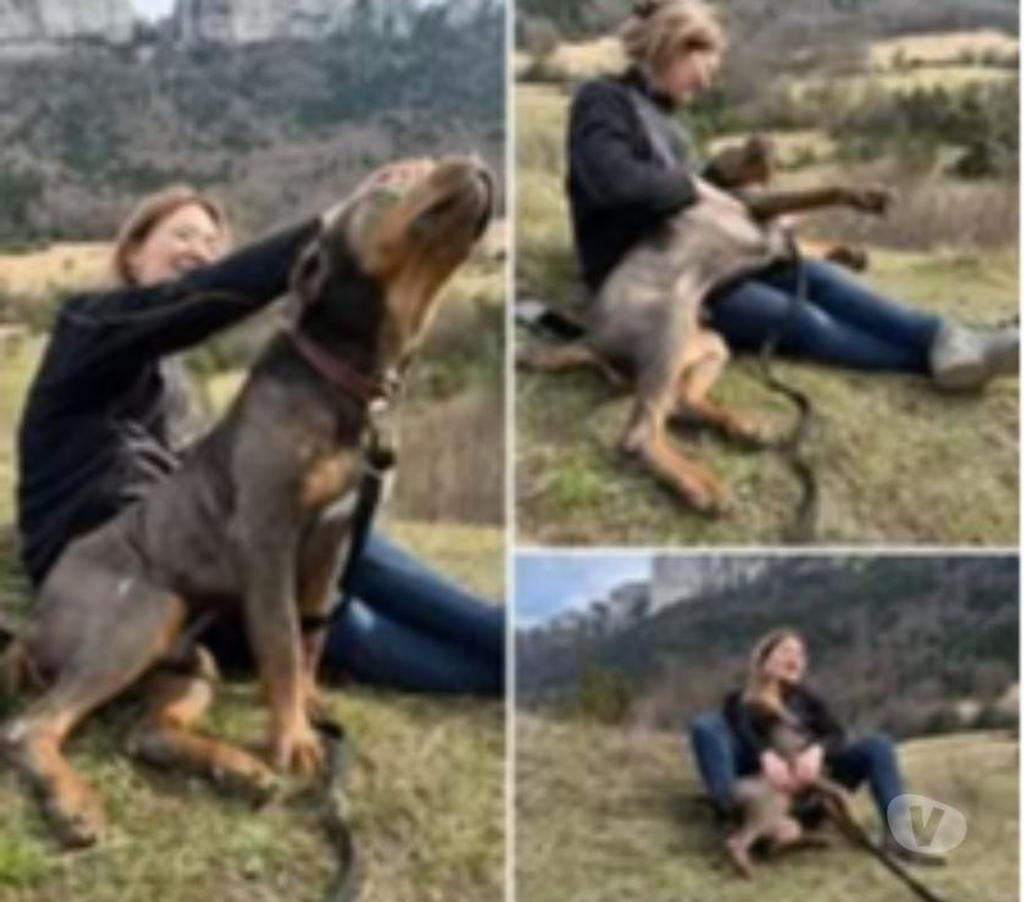 Don animaux Drôme Pierrelatte - 26700 - Photos Vivastreet Chien NEO à l adoption