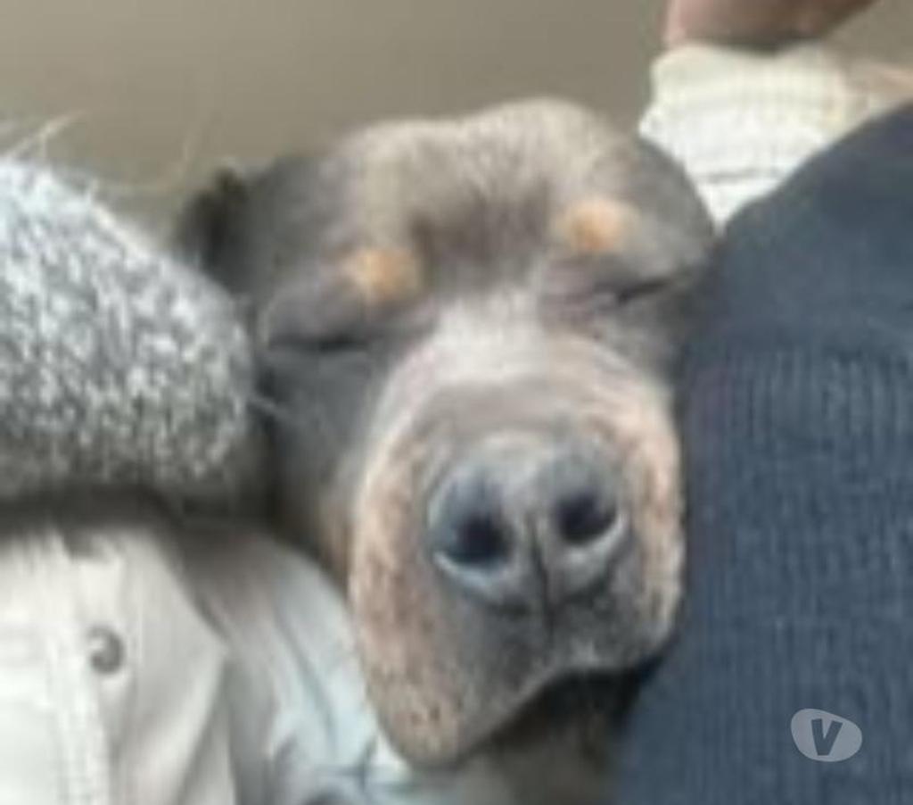 Don animaux Drôme Pierrelatte - 26700 - Photos Vivastreet Chien NEO à l adoption