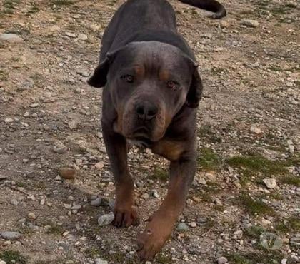 Don Pierrelatte Drôme - Photos Vivastreet Chien NEO à l adoption