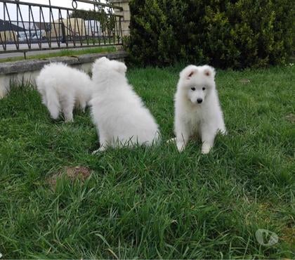 Vente animaux La Ferte Beauharnais Loir-et-Cher - Photos Vivastreet 2 chiots Samoyede LOF