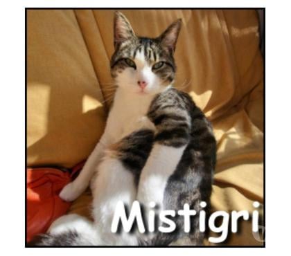 Adoption animaux Lyon Lyon - Photos Vivastreet MISTIGRI, chat gentil et sociable