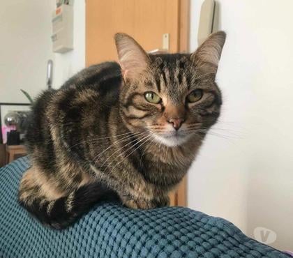 Don animaux Strasbourg Strasbourg - Photos Vivastreet ANTMAN 4 ans à adopter