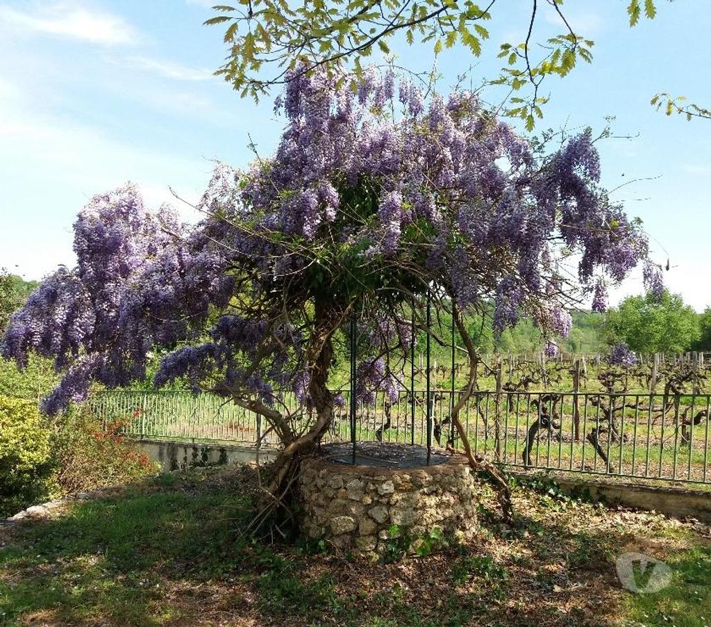 Vente Maison Charente-Maritime Mirambeau - Photos Vivastreet MAISON AU CALME ET CONFORT