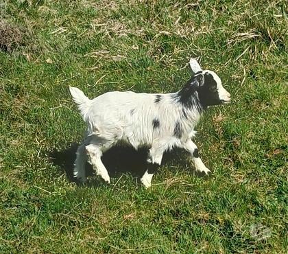 Vente animaux Port sur Saone Haute-Saône - Photos Vivastreet Bouc nain et chevre toy