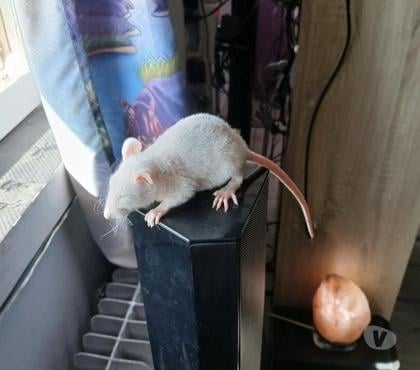 Adoption animaux Port sur Saone Haute-Saône - Photos Vivastreet Bebe rat mâles et femelle