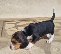 CHIOTS BEAGLE LOF