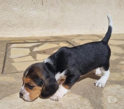 Vente animaux Ensues la Redonne Bouches-du-Rhône - Photos Vivastreet CHIOTS BEAGLE LOF