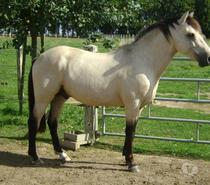 Services, accessoires animaux Calvados Grainville sur Odon - 14210 - Photos Vivastreet Propose ETALON pour saillir ponette ou jument