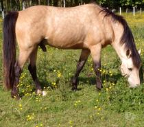 Services, accessoires animaux Calvados Grainville sur Odon - 14210 - Photos Vivastreet Propose ETALON pour saillir ponette ou jument