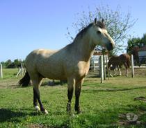 Services, accessoires animaux Calvados Grainville sur Odon - 14210 - Photos Vivastreet Propose ETALON pour saillir ponette ou jument