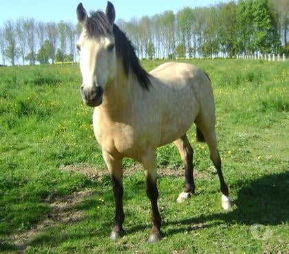 Services, accessoires animaux Grainville sur Odon Calvados - Photos Vivastreet Propose ETALON pour saillir ponette ou jument