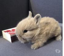 Bébé lapin nain