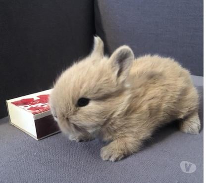 Vente animaux Paris 5ème ardt Paris - Photos Vivastreet Bébé lapin nain