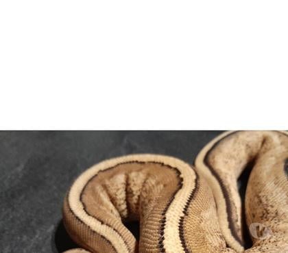 Vente animaux Le Pertuis Haute-Loire - Photos Vivastreet Python regius Puma
