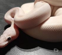 Python regius ivory pastel
