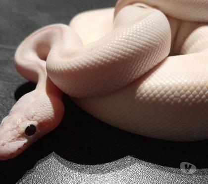 Vente animaux Le Pertuis Haute-Loire - Photos Vivastreet Python regius ivory pastel