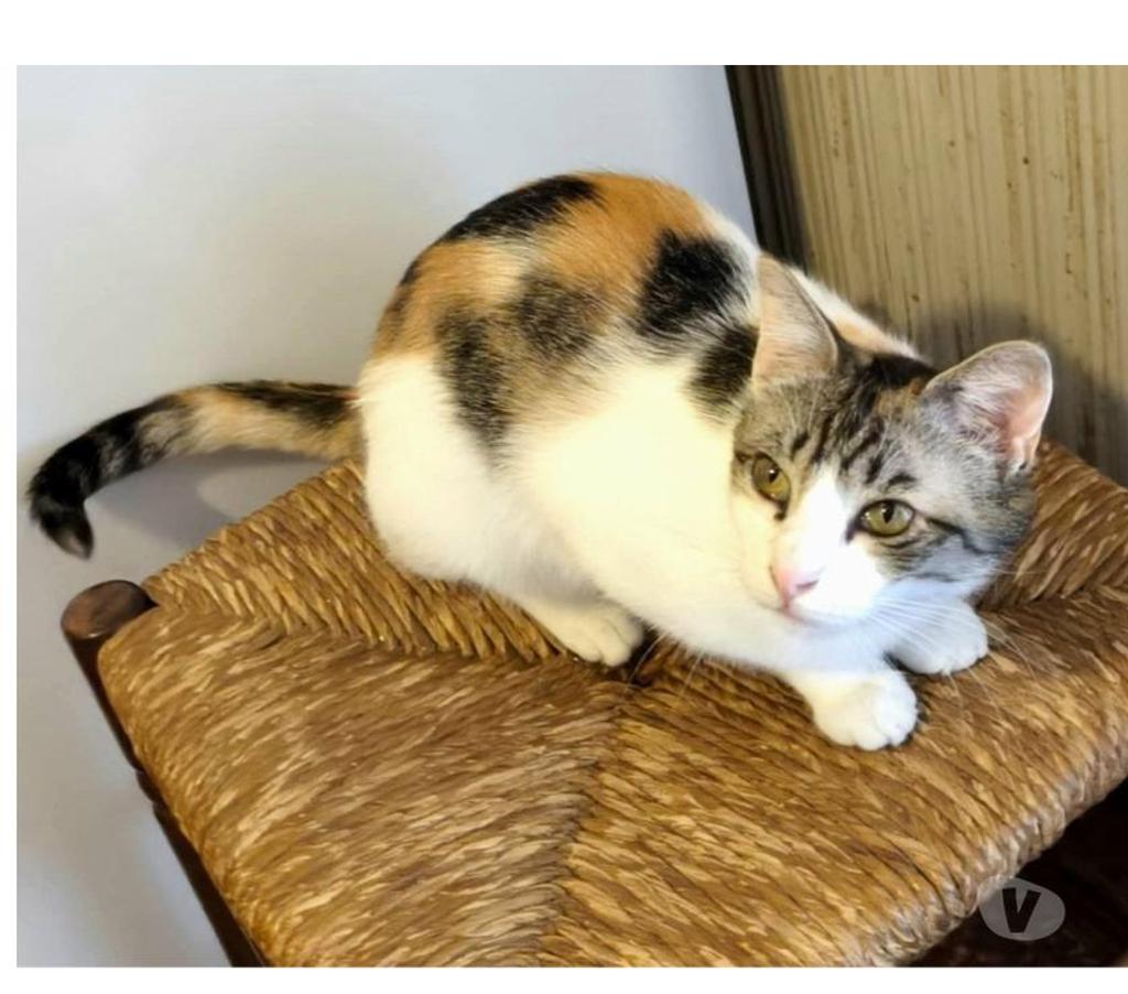 Don animaux Aude Carcassonne - Photos Vivastreet Pimprenelle 3 ans gentille chatte tricolore a adopter