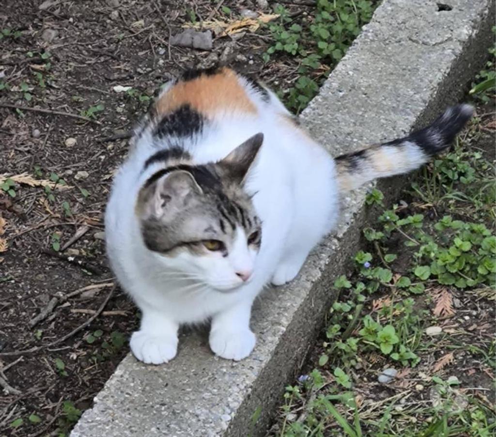 Don animaux Aude Carcassonne - Photos Vivastreet Pimprenelle 3 ans gentille chatte tricolore a adopter