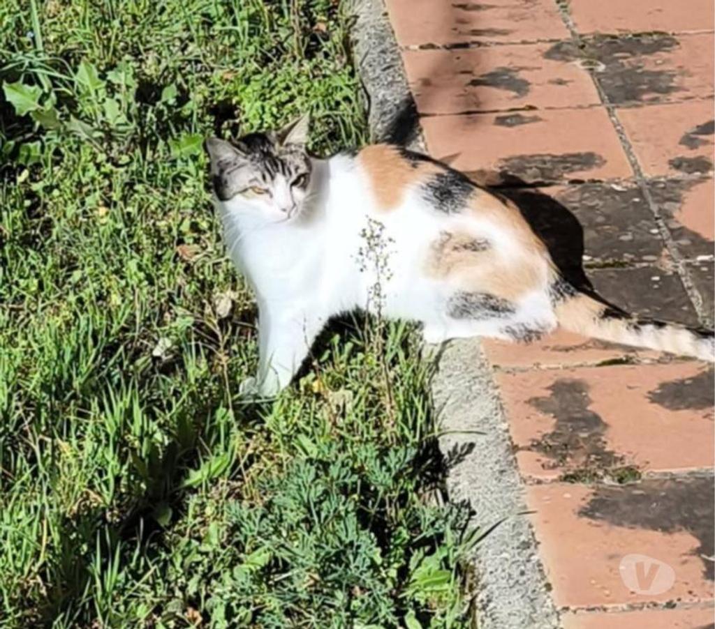 Don animaux Aude Carcassonne - Photos Vivastreet Pimprenelle 3 ans gentille chatte tricolore a adopter