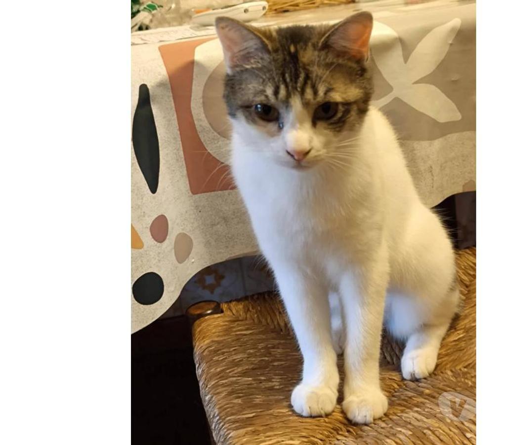Don animaux Aude Carcassonne - Photos Vivastreet Pimprenelle 3 ans gentille chatte tricolore a adopter