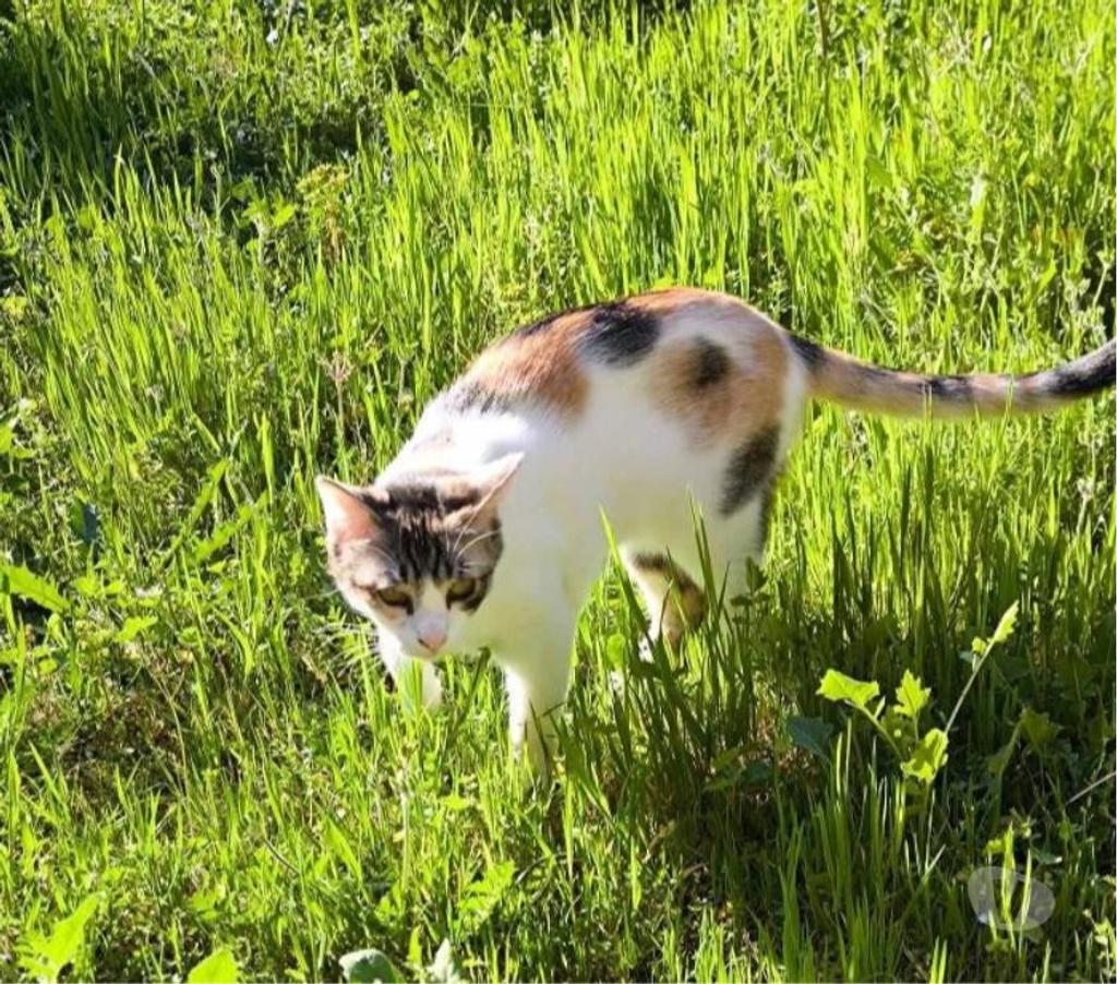 Don animaux Aude Carcassonne - Photos Vivastreet Pimprenelle 3 ans gentille chatte tricolore a adopter
