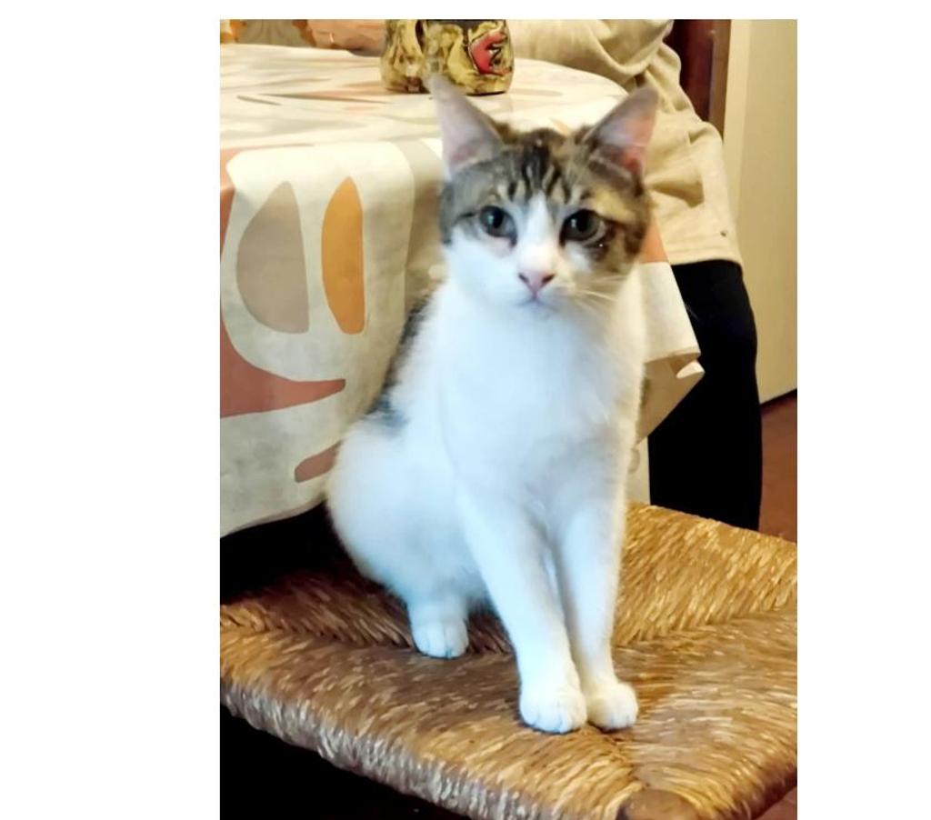 Don animaux Aude Carcassonne - Photos Vivastreet Pimprenelle 3 ans gentille chatte tricolore a adopter