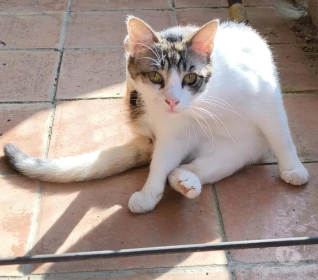 Don animaux Aude Carcassonne - Photos Vivastreet Pimprenelle 3 ans gentille chatte tricolore a adopter