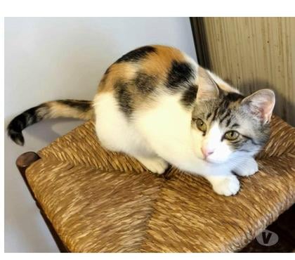 Don animaux Carcassonne Carcassonne - Photos Vivastreet Pimprenelle 3 ans gentille chatte tricolore a adopter