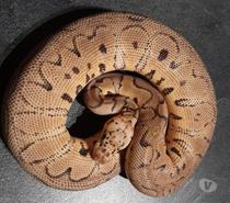 Python regius Clown Pastel